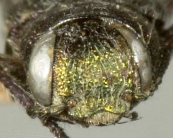 Media type: image;   Entomology 8120 Aspect: head frontal view